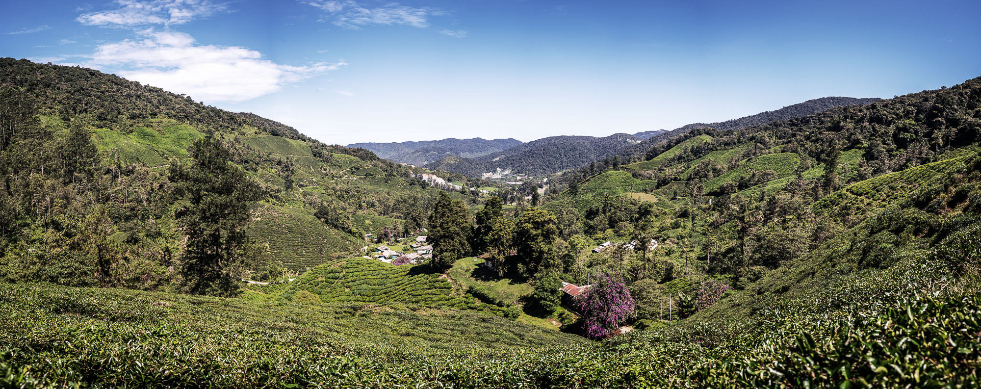 Panoramic view of lush green hills and tea plantations under clear blue sky, small houses dotting the landscape